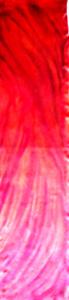 Sh4003.jpg
