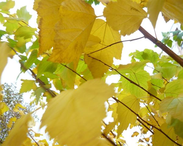 Природа 146