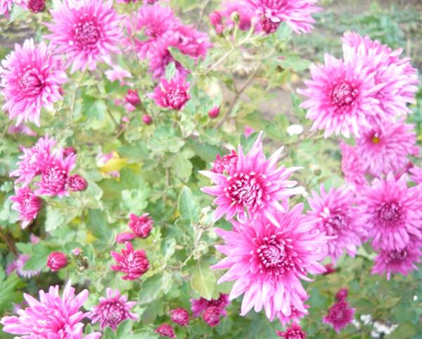 Природа 150