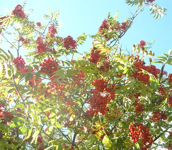 Природа 302