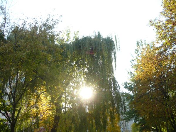 Природа 303