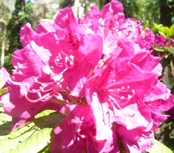 Природа 364