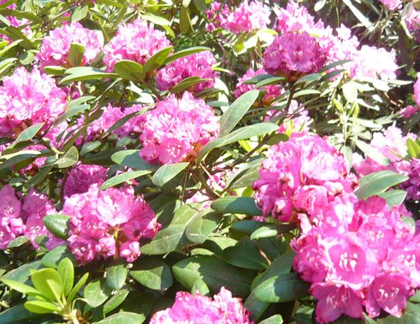 Природа 366