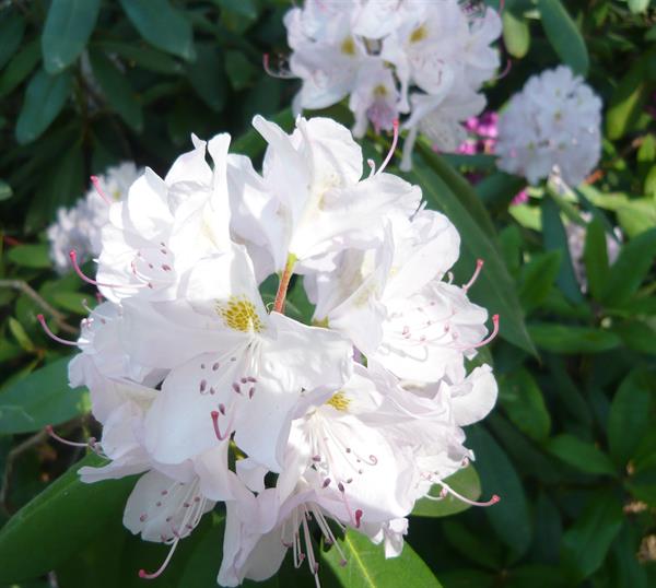 Природа 367