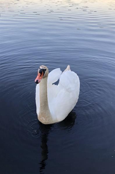 Природа 379