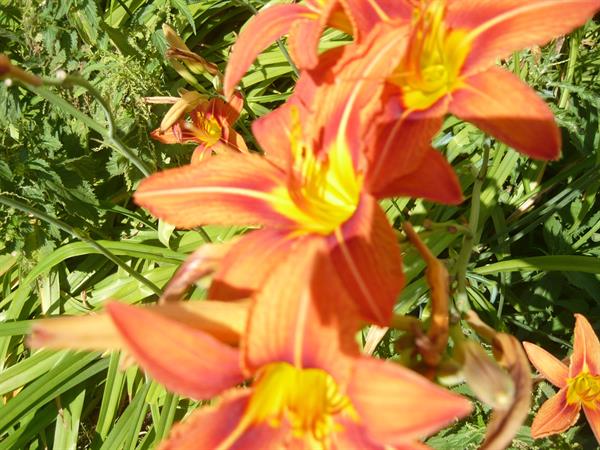 Природа 386
