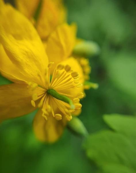 Природа 39