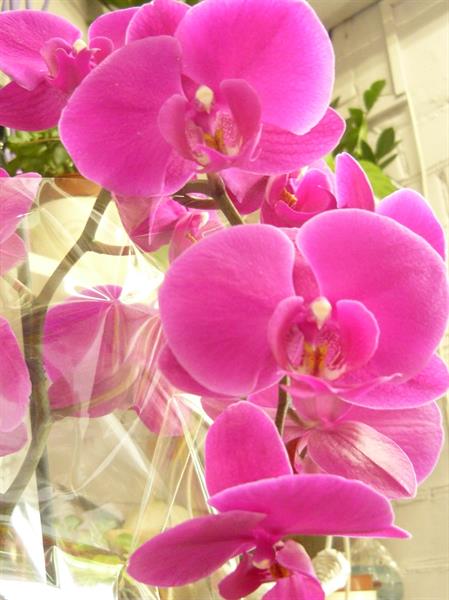 Природа 397