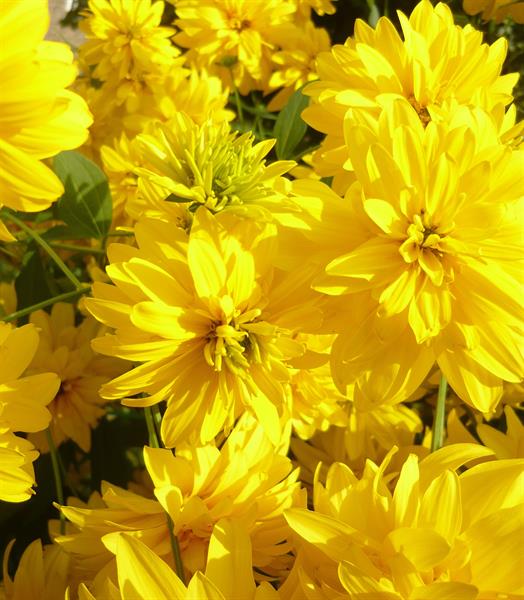 Природа 425