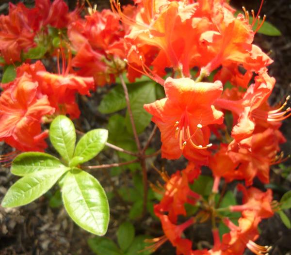 Природа 437