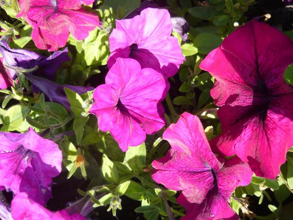 Природа 443