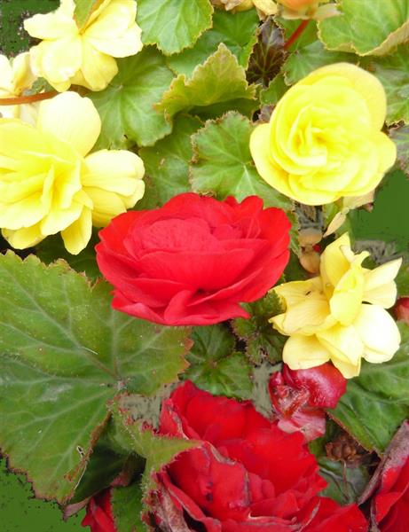 Природа 453