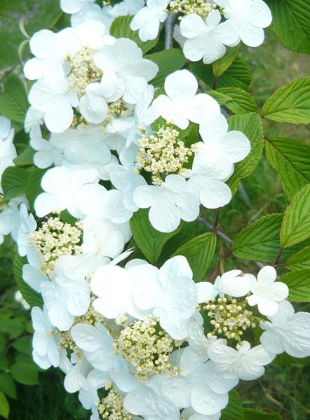 Природа 454