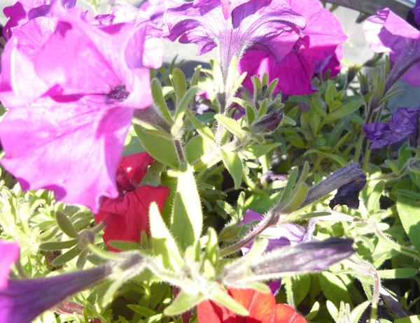 Природа 457