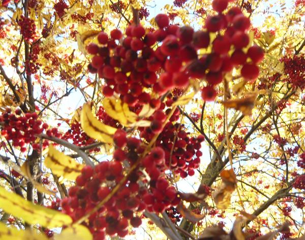Природа 477