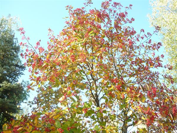 Природа 480