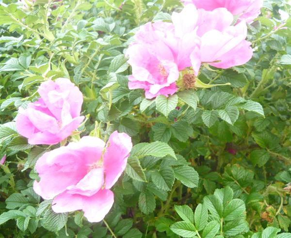 Природа 54