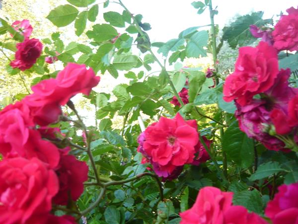 Природа 58