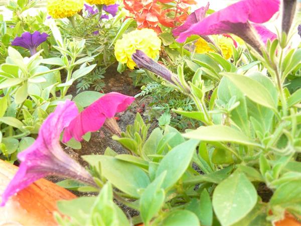 Природа 59