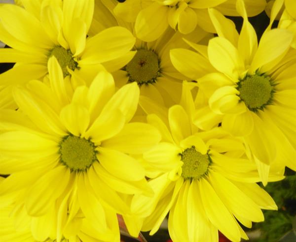 Природа 73