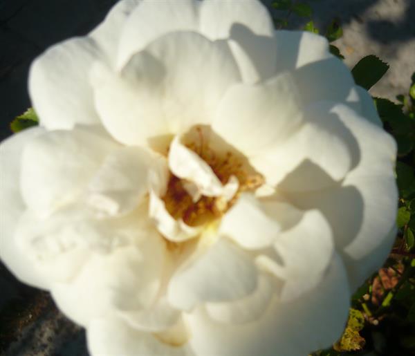 Природа 78