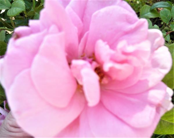 Природа 79