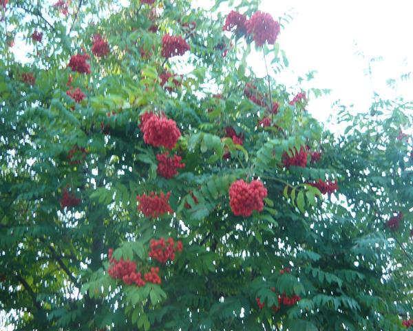 Природа 87