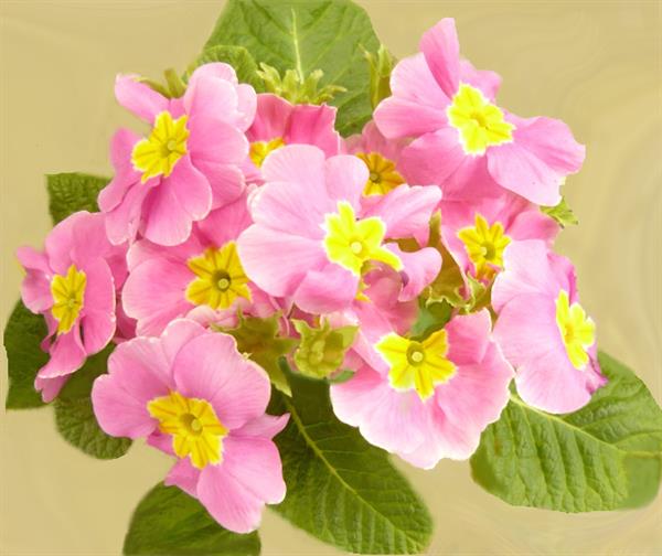 ПР 203